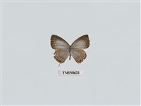 藏品(淡青雅波灰蝶)的圖片